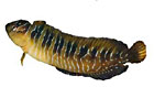 photo de la blennie basilic, Lipophrys basiliscus